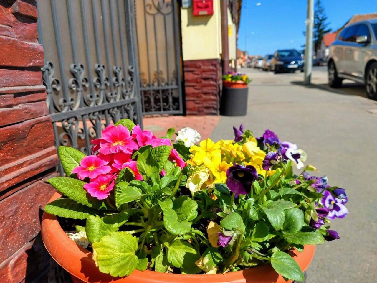 Pensiunea Magnolia Sibiu Exterior foto