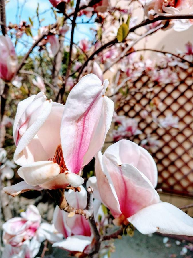 Pensiunea Magnolia Sibiu Exterior foto