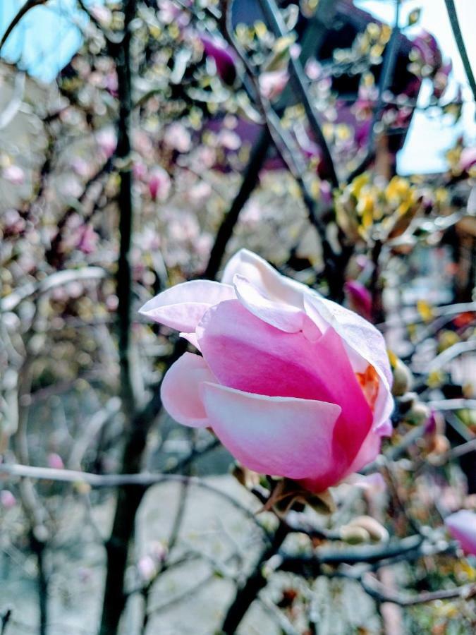 Pensiunea Magnolia Sibiu Exterior foto