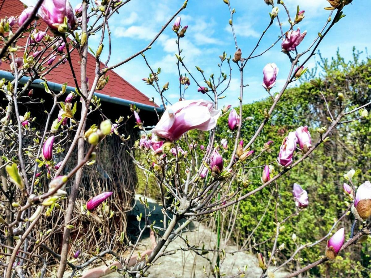 Pensiunea Magnolia Sibiu Exterior foto